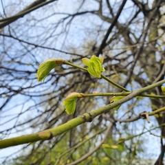 Blooming leaves on the tree