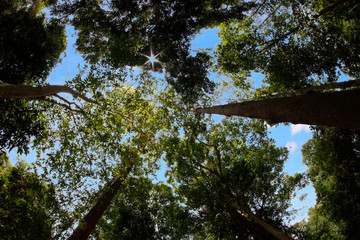tree and sky