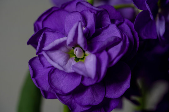 「Mathiola」の写真素材 | 2,342件の無料イラスト画像 | Adobe Stock