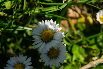 Fototapeta premium daisy flower macro in spring