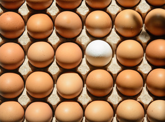 The eggshell contains brown eggshells. In the middle of the cassette is a white egg. Close-up. Top view. Concept - team leader, healthy eating