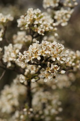Flowering pear tree branch closeup. Nature in spring.