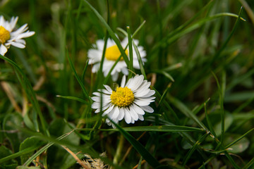daisy flower macro in spring