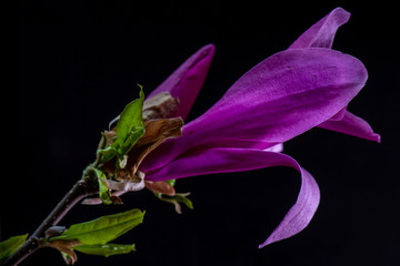 Macro shot of magnolia in the spring