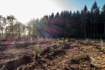 Wiederaufforstung im Mischwald