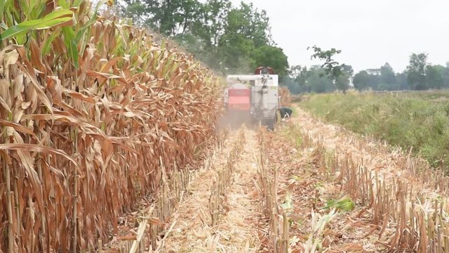 Farmers use harvesters to collect corn in the corn fields.