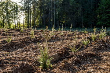 Wiederaufforstung im Mischwald