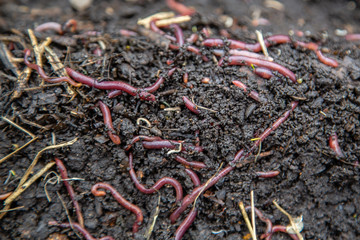 red earthworms in the ground and compost