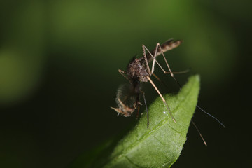 mosquito on a leaf