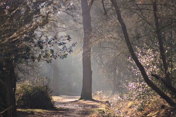 New Forest morning