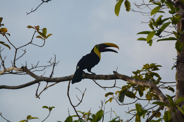 Tucano