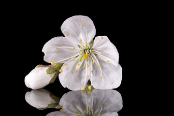 Apple tree blossom isolated on black background, close up. White delicate spring flowers.