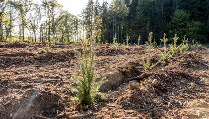 Wiederaufforstung im Mischwald © focus finder