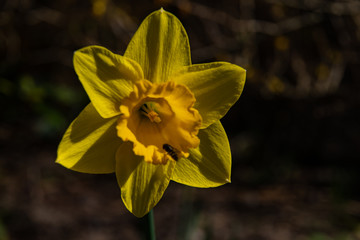 Obraz na płótnie Canvas yellow narcissus, yellow daffodil, macro in spring