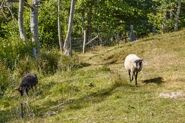 Sheep grazing in the pasture nearby Slusegaard watermill (Sluseg&aring;rd M&oslash;lle) on Bornholm island, Denmark.