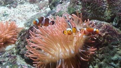 clown fish in aquarium
