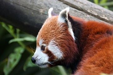 Red Panda