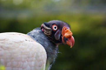 King Vulture