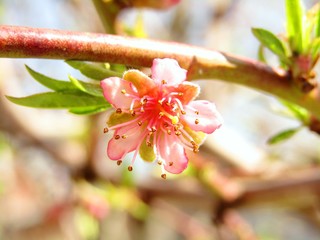 Beautiful peach tree blossom during the springtime