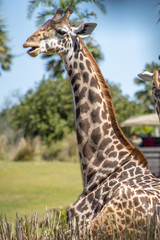 A single giraffe sitting in the sun