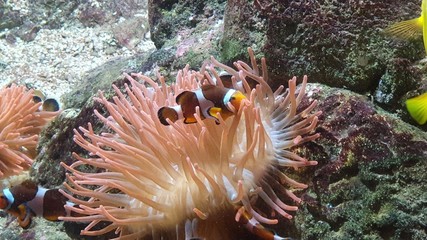 coral fish in aquarium