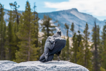 Crow on the edge of Olmsted Point lookout in Yosemite National Park, California, USA