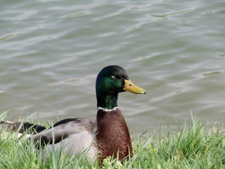 Duck on lake shore enjoys during a beautiful spring day