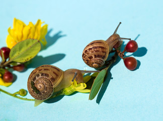 A pair of snails with yellow flowers and red little fruits on aqua background - obrazy, fototapety, plakaty