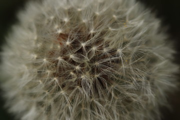 Pusteblume im Detail, Dandelion, Löwenzahn, leicht