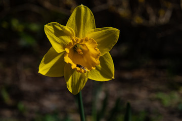 yellow narcissus, yellow daffodil, macro in spring