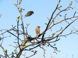 Sparrows are looking forward to spring in its natural environment