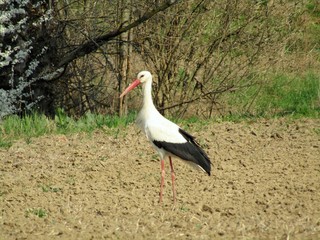 Stork as a herald of spring stands quietly in the field and watches the surroundings