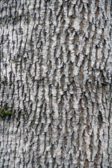 The texture of the tree bark. Maple - plant trunk in the forest