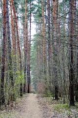 Fototapeta premium Dense pine forest in April. The path among the trees.