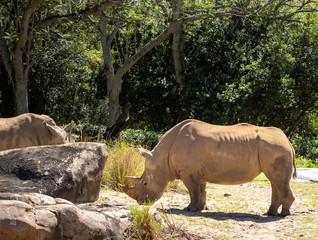 Rhinoceros standing and grazing during the day