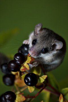 Dormouse