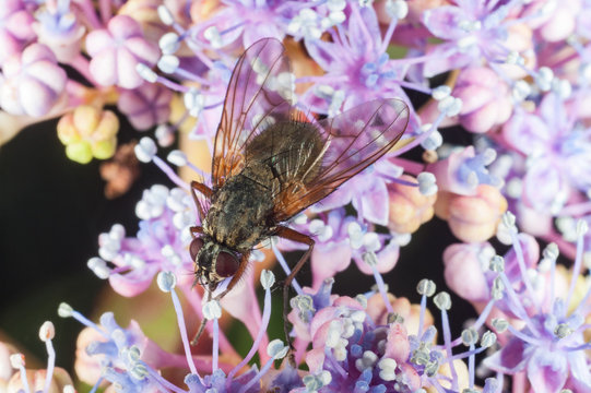Anthomyiidae fly on flower collecting pollen on Hydrangea flower