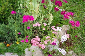 Annual Phlox bloom in a flower bed in a summer garden