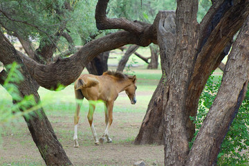 Infant Wild Horse Foal in the Forest