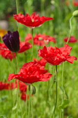 Fototapeta na wymiar Bright decorative poppies bloom in the summer garden