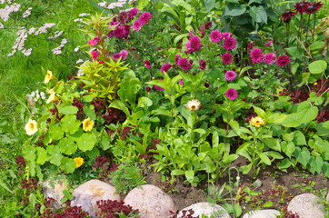 Flowerbed with decorative flowers in the summer garden