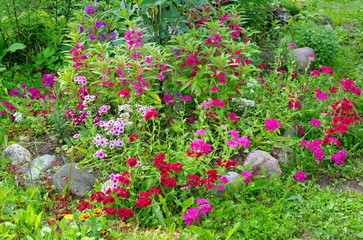 Flowerbed with decorative garden flowers in the summer garden