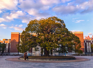 Camphor Tree in Kyoto University
