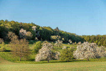 Streuobstwiese im Frühjahr