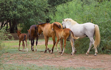 Wild Horse Family Band in the Forest