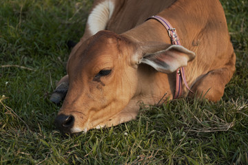calf in the meadow