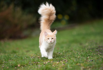 cream colored beige white maine coon cat with large fluffy tail walking on grass looking at camera
