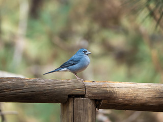 pajaro azul