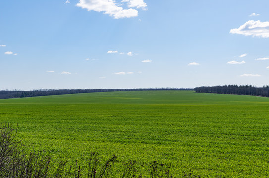 Huge green fields of winter crops in spring