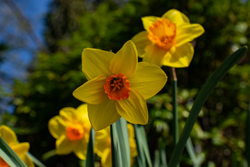 yellow narcissus, yellow daffodil, macro in spring
